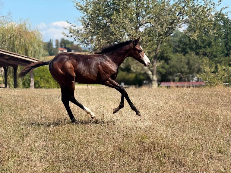 American Paint Horse Yegua Potro (04/2026) 155 cm Castaño in Thodure