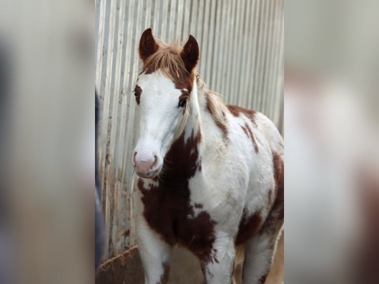 American Paint Horse Yegua Potro (05/2025) 155 cm Overo-todas las-capas in Hellenthal