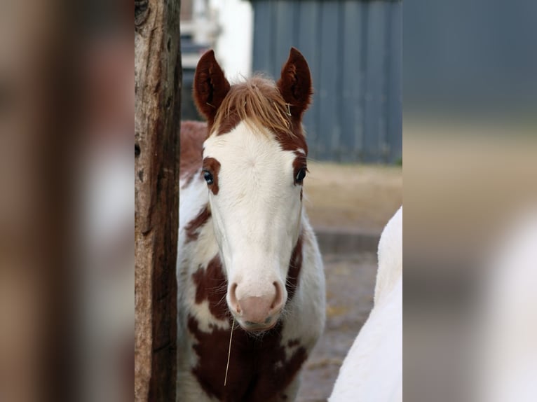 American Paint Horse Yegua Potro (05/2025) 155 cm Overo-todas las-capas in Hellenthal