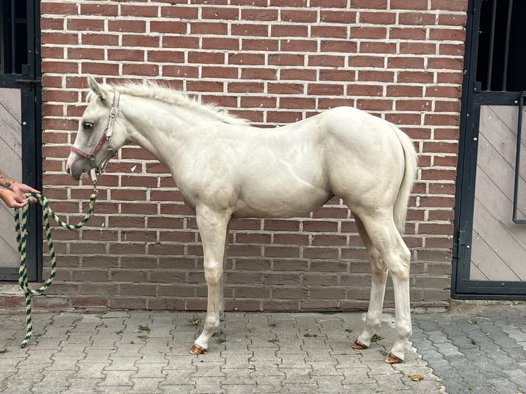 American Paint Horse Yegua Potro (04/2026) 155 cm Palomino in Dinslaken