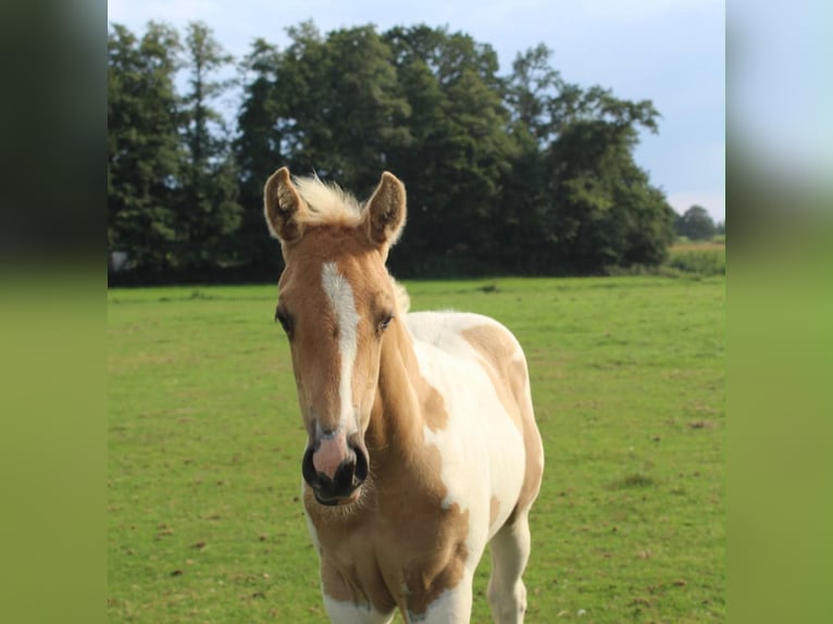 American Paint Horse Yegua Potro (07/2026) 155 cm Tobiano-todas las-capas in Saterland