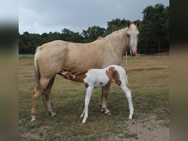 American Paint Horse Yegua Potro (07/2026) 155 cm Tobiano-todas las-capas in Saterland