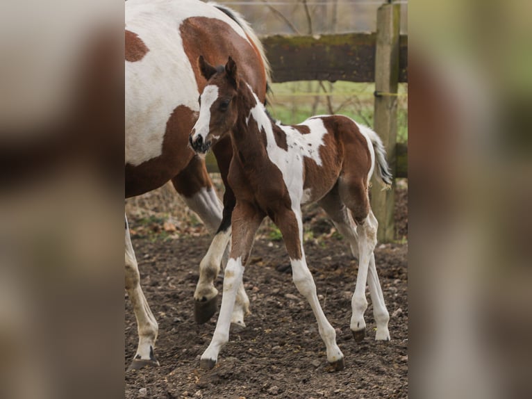 American Paint Horse Mestizo Yegua Potro (04/2026) 156 cm Tobiano-todas las-capas in Dargen