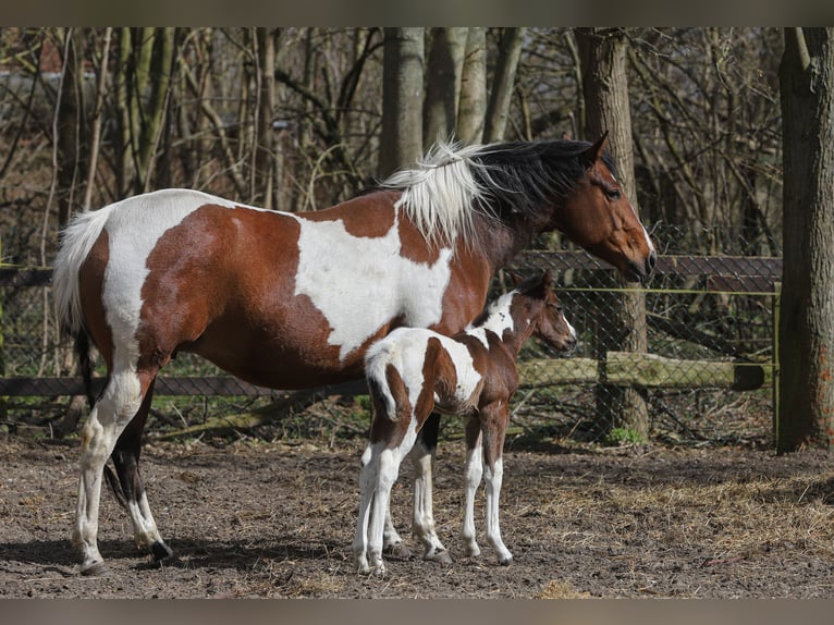 American Paint Horse Mestizo Yegua Potro (04/2026) 156 cm Tobiano-todas las-capas in Dargen