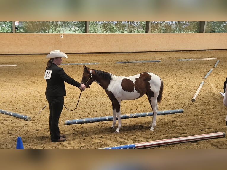 American Paint Horse Yegua Potro (03/2026) 157 cm Tobiano-todas las-capas in Markdorf