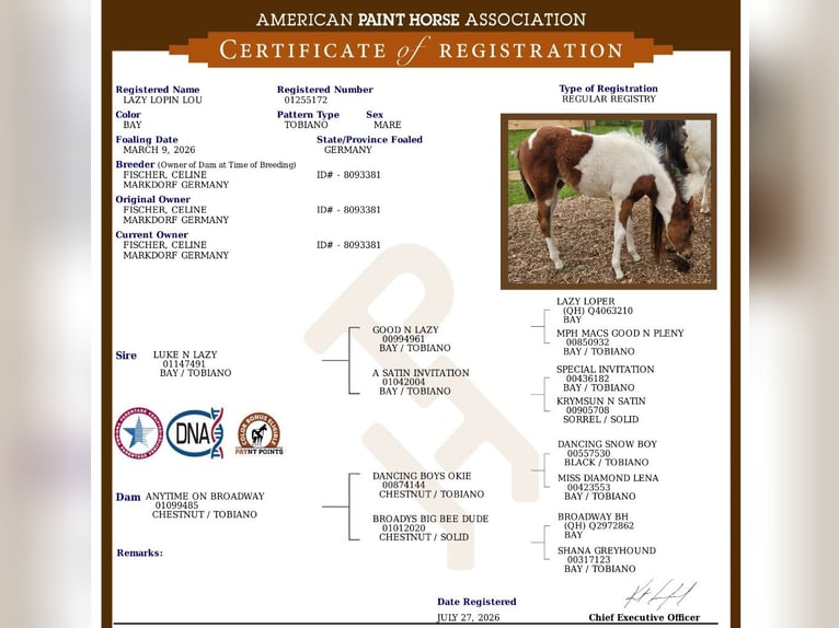 American Paint Horse Yegua Potro (03/2026) 157 cm Tobiano-todas las-capas in Markdorf