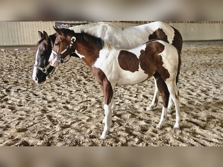 American Paint Horse Yegua Potro (03/2026) 157 cm Tobiano-todas las-capas in Markdorf