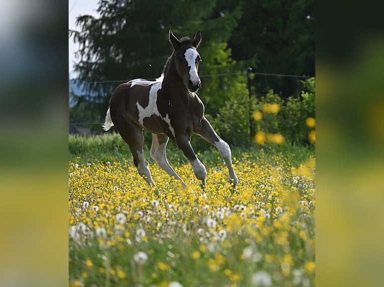 American Paint Horse Yegua Potro (04/2026) 158 cm Negro in Weichselbaum
