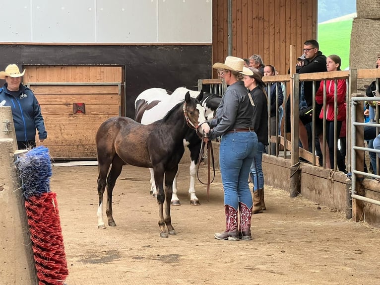 American Paint Horse Yegua Potro (04/2025) 160 cm Castaño oscuro in Rohrdorf