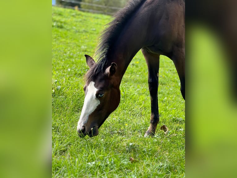 American Paint Horse Yegua Potro (04/2025) 160 cm Castaño oscuro in Rohrdorf