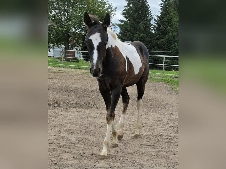 American Paint Horse Yegua Potro (05/2026) 165 cm Tobiano-todas las-capas in Unterspreewald OT Neu Lübbenau