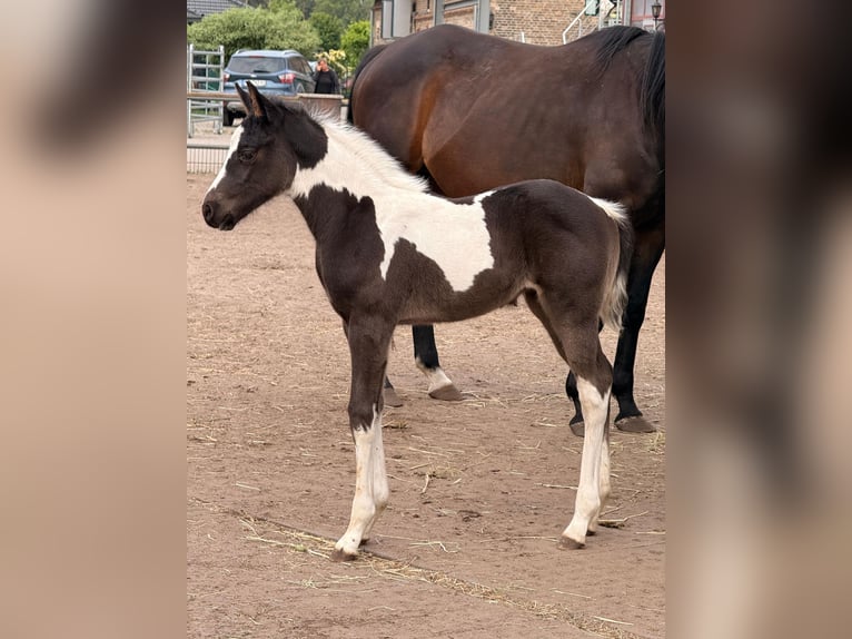 American Paint Horse Yegua Potro (05/2026) 165 cm Tobiano-todas las-capas in Unterspreewald OT Neu Lübbenau
