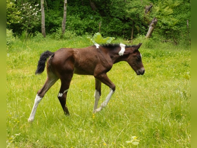 American Paint Horse Yegua Potro (05/2025) 165 cm Tobiano-todas las-capas in Paternion