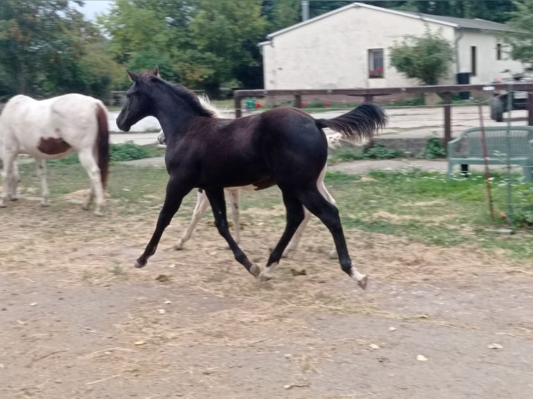 American Paint Horse Yegua Potro (05/2025) in Danstedt