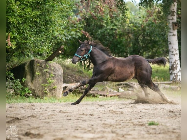 American Paint Horse Yegua Potro (05/2025) in Danstedt