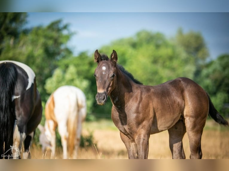 American Paint Horse Yegua Potro (05/2025) in Danstedt