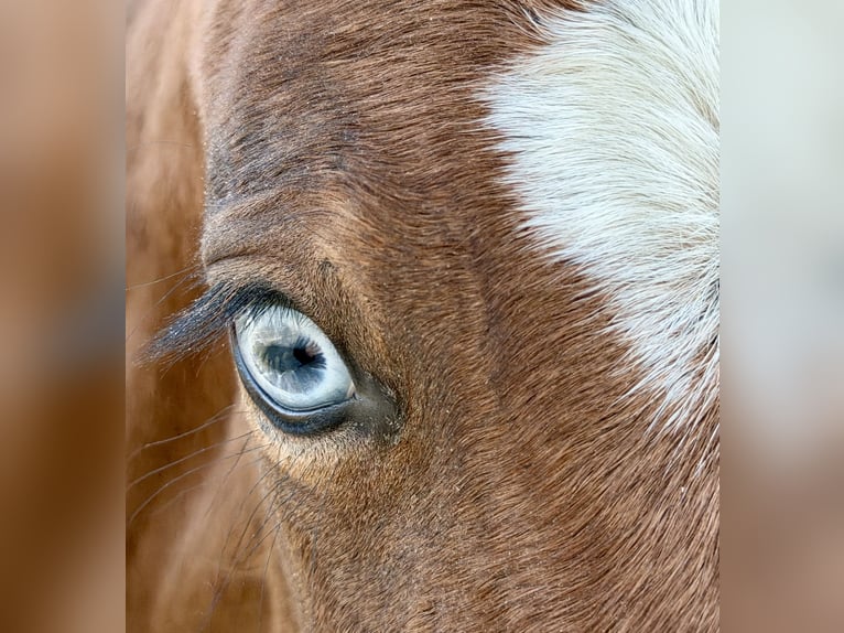 American Paint Horse Yegua Potro (03/2026) Castaño in Midwolde