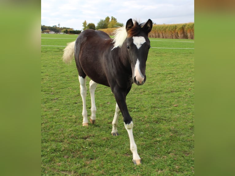 American Paint Horse Yegua Potro (04/2025) Pío in Neukirchen