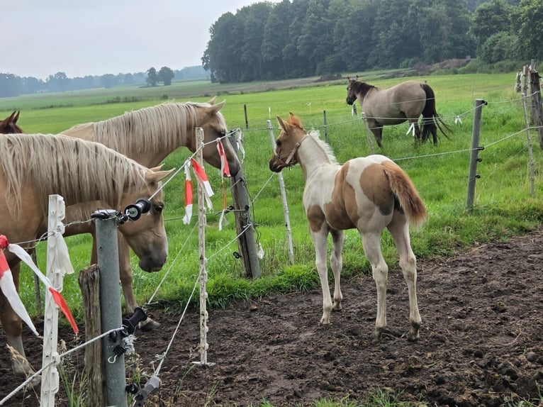 American Paint Horse Yegua Potro (06/2026) Red Dun/Cervuno in Ahlerstedt