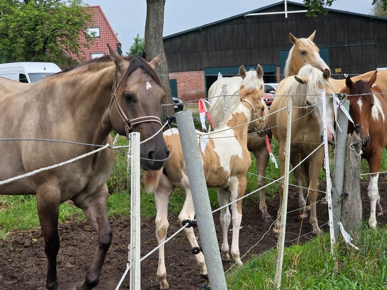 American Paint Horse Yegua Potro (06/2026) Red Dun/Cervuno in Ahlerstedt