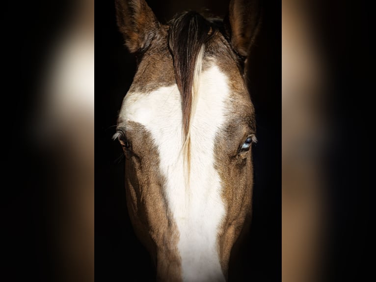 American Paint Horse Ogier Zygota 147 cm Jasnogniada in Rivoli