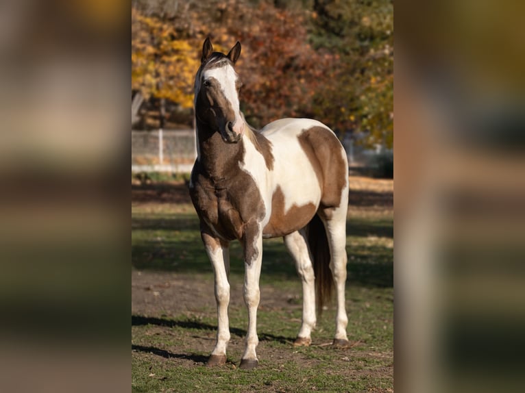 American Paint Horse Ogier Zygota 147 cm Jasnogniada in Rivoli