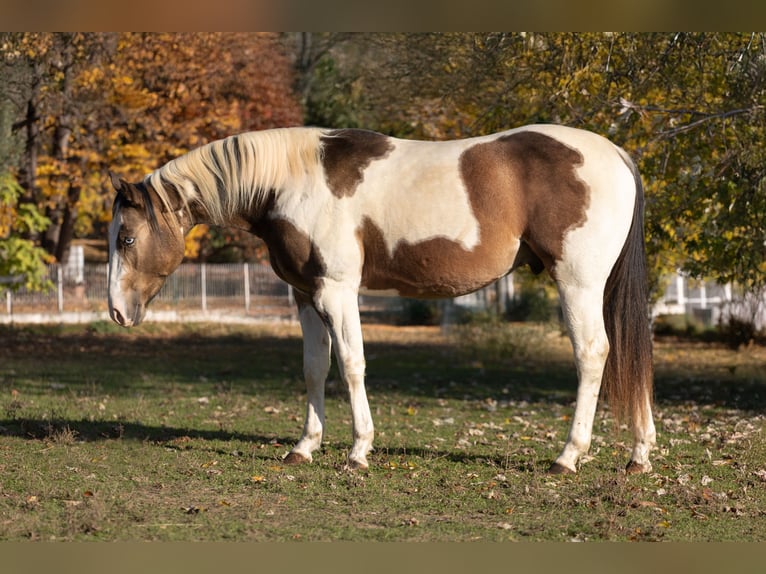 American Paint Horse Ogier Zygota 147 cm Jasnogniada in Rivoli