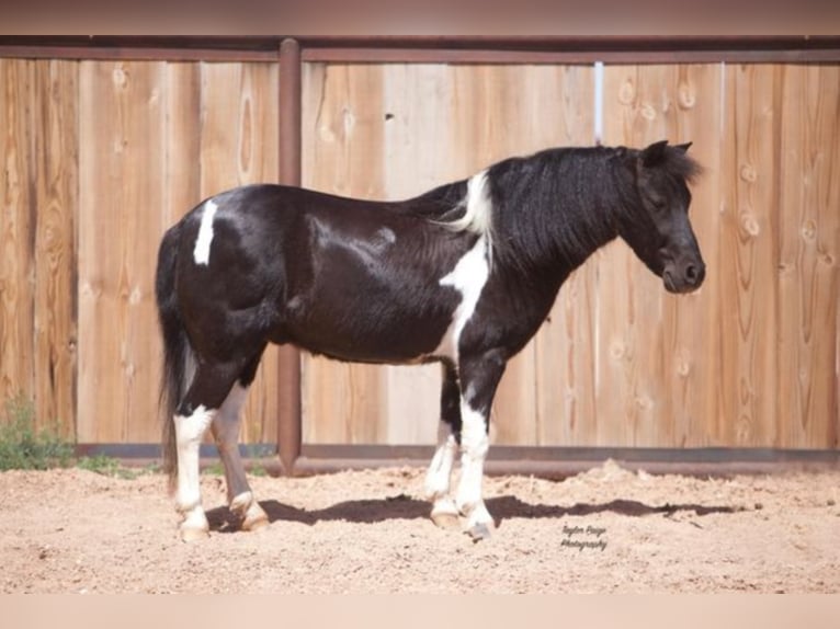 American Quarter Horse Castrone 10 Anni 102 cm Tobiano-tutti i colori in Amarillo TX