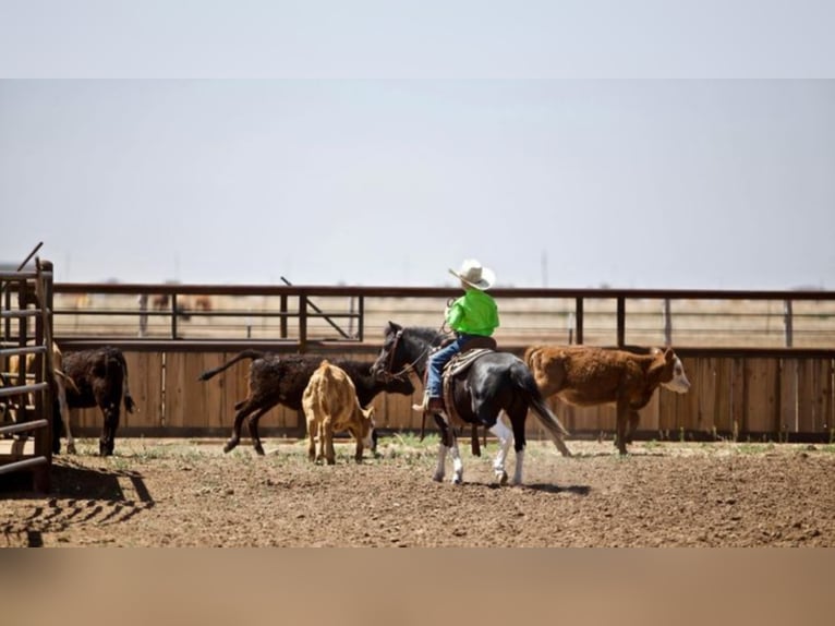 American Quarter Horse Castrone 10 Anni 102 cm Tobiano-tutti i colori in Amarillo TX