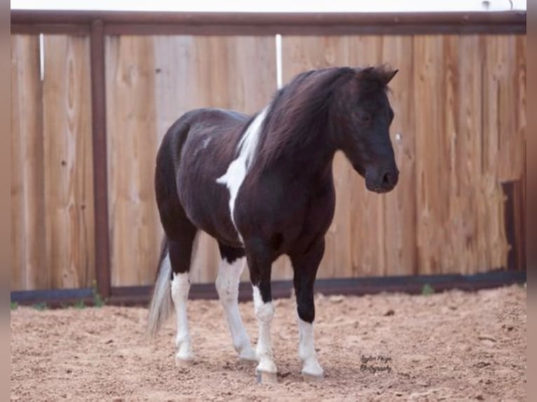 American Quarter Horse Castrone 10 Anni 102 cm Tobiano-tutti i colori in Amarillo TX