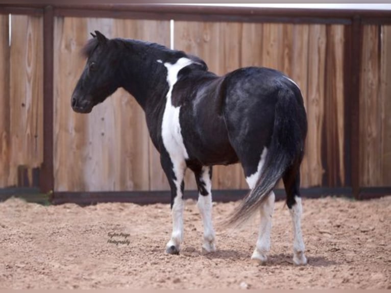 American Quarter Horse Castrone 10 Anni 102 cm Tobiano-tutti i colori in Amarillo TX