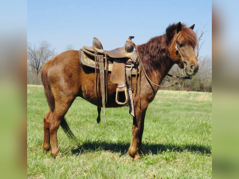 American Quarter Horse Castrone 10 Anni 114 cm Sauro scuro in Brownstown IL