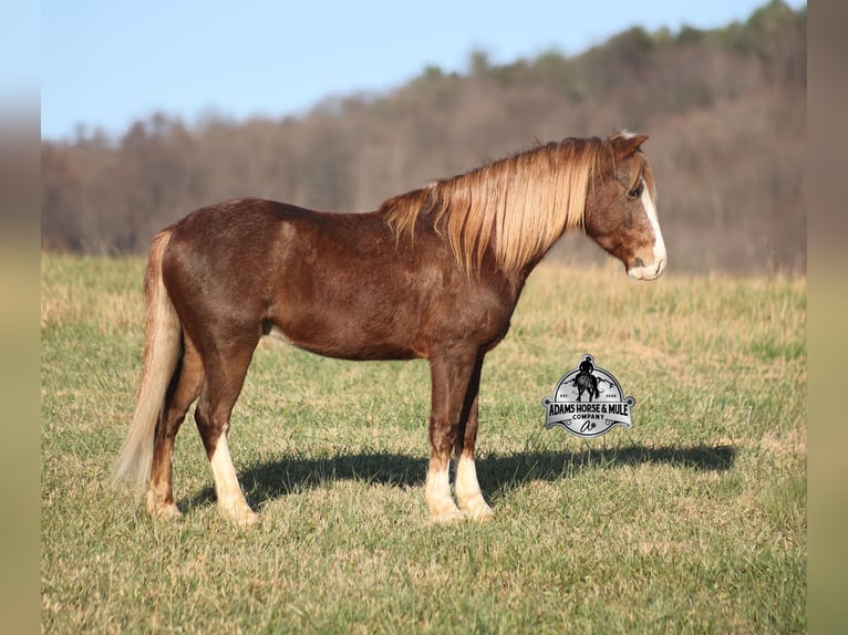 American Quarter Horse Castrone 10 Anni 122 cm Roano rosso in Mount Vernon, ky