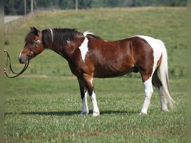 American Quarter Horse Castrone 10 Anni 124 cm Baio ciliegia in Parkers Lake, KY