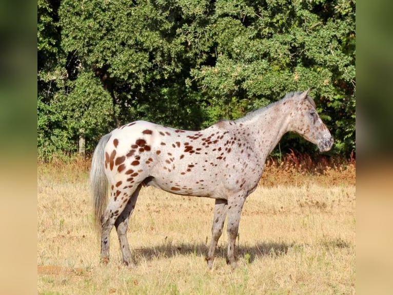 American Quarter Horse Castrone 10 Anni 127 cm Sauro ciliegia in Pilot Point TX