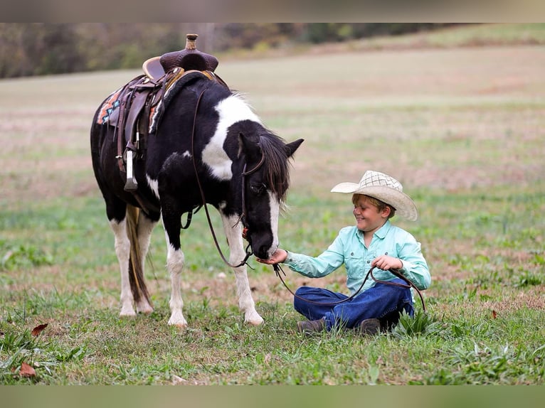 American Quarter Horse Castrone 10 Anni 127 cm Tobiano-tutti i colori in Santa Fe, TN