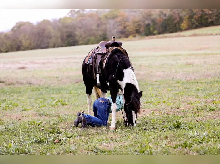 American Quarter Horse Castrone 10 Anni 127 cm Tobiano-tutti i colori in Santa Fe, TN