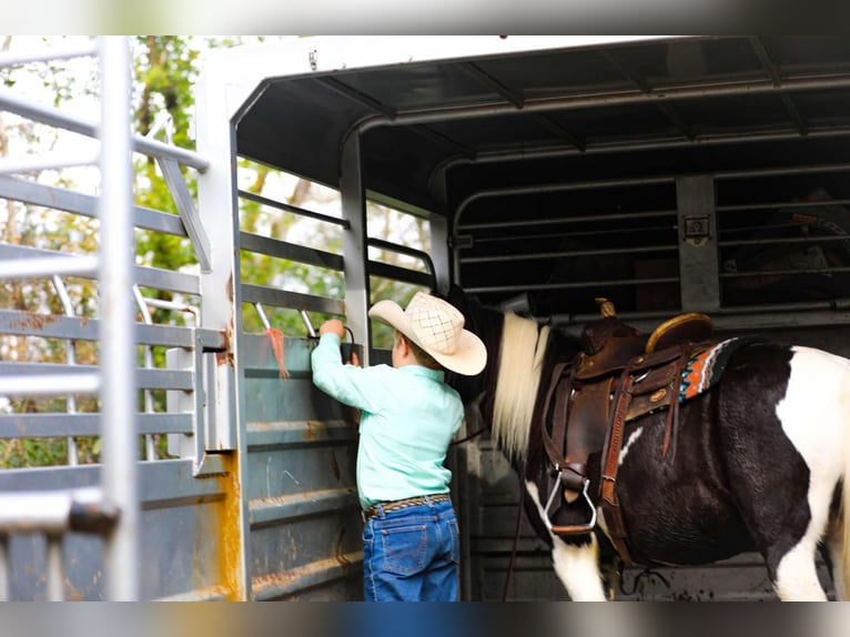 American Quarter Horse Castrone 10 Anni 127 cm Tobiano-tutti i colori in Santa Fe, TN