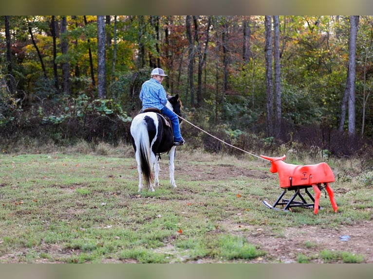 American Quarter Horse Castrone 10 Anni 127 cm Tobiano-tutti i colori in Santa Fe, TN