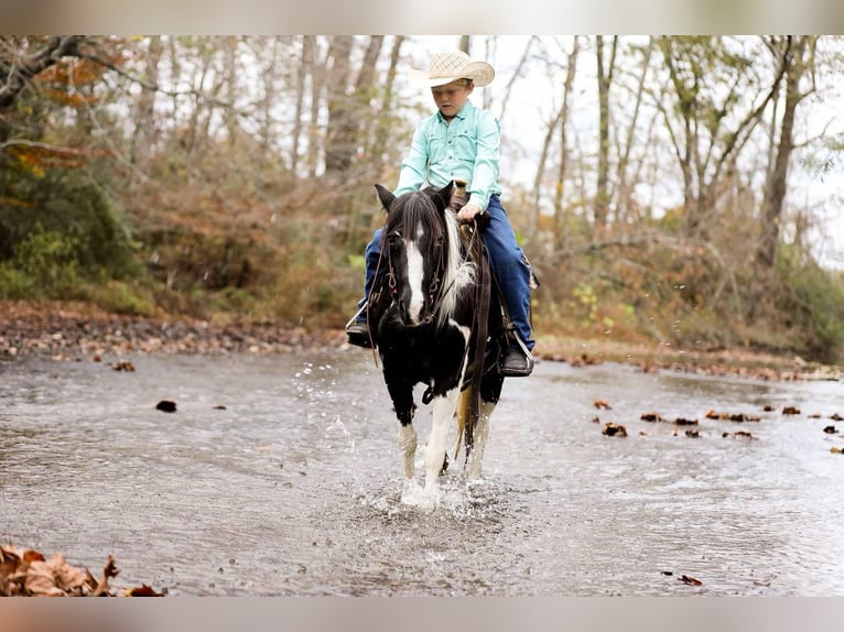 American Quarter Horse Castrone 10 Anni 127 cm Tobiano-tutti i colori in Santa Fe, TN