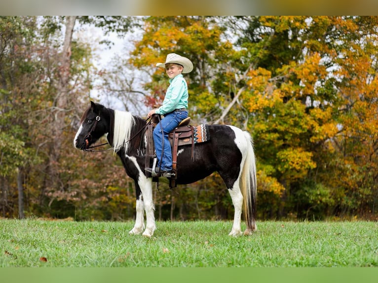 American Quarter Horse Castrone 10 Anni 127 cm Tobiano-tutti i colori in Santa Fe, TN