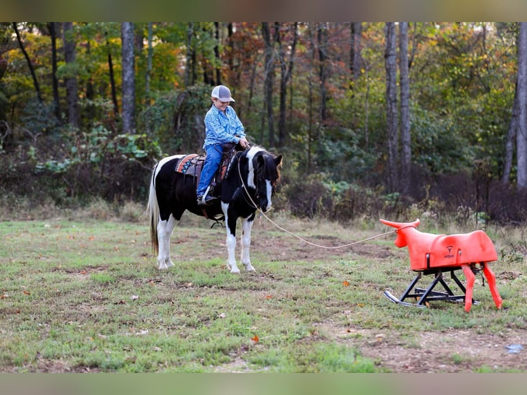 American Quarter Horse Castrone 10 Anni 127 cm Tobiano-tutti i colori in Santa Fe, TN