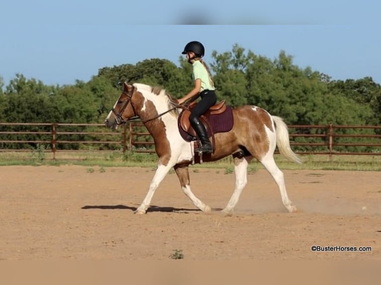 American Quarter Horse Castrone 10 Anni 127 cm Tobiano-tutti i colori in Weatherford TX