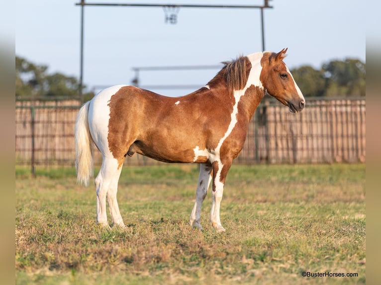 American Quarter Horse Castrone 10 Anni 127 cm Tobiano-tutti i colori in Weatherford TX