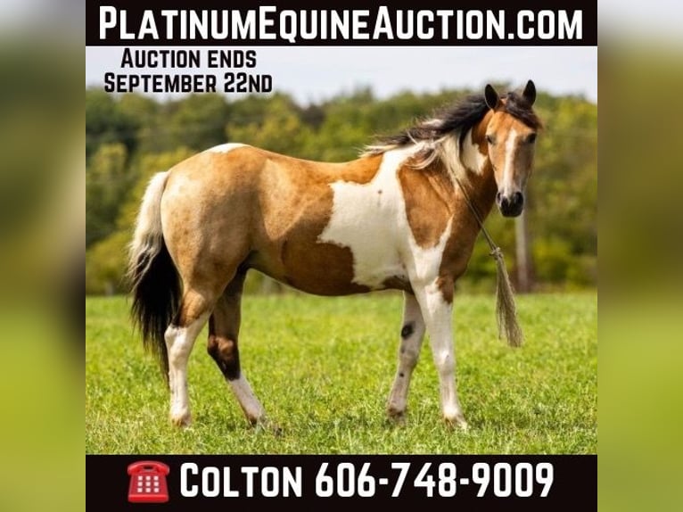 American Quarter Horse Castrone 10 Anni 130 cm Pelle di daino in Ewing KY