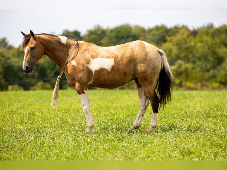 American Quarter Horse Castrone 10 Anni 130 cm Pelle di daino in Ewing KY