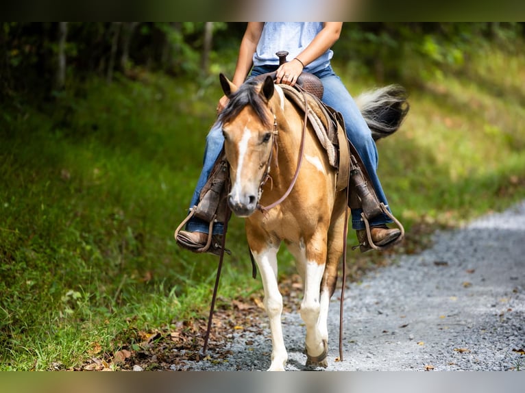 American Quarter Horse Castrone 10 Anni 130 cm Pelle di daino in Ewing KY