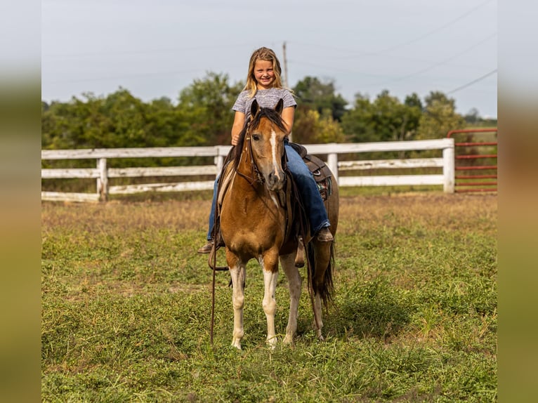 American Quarter Horse Castrone 10 Anni 130 cm Pelle di daino in Ewing KY