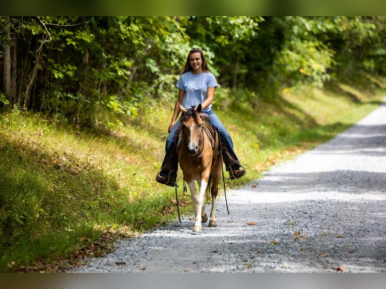 American Quarter Horse Castrone 10 Anni 130 cm Pelle di daino in Ewing KY