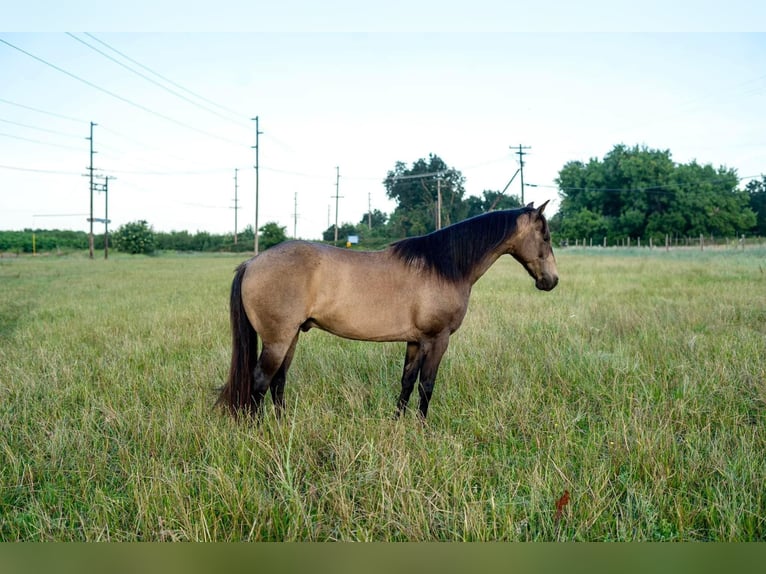 American Quarter Horse Castrone 10 Anni 132 cm Pelle di daino in Lincoln CA